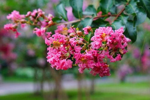 紫薇的资料,千年古树，见证历史变迁的传奇植物
